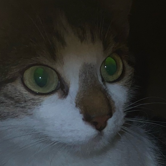 Meet your Posher, Sayuri - Picture 1 of 1